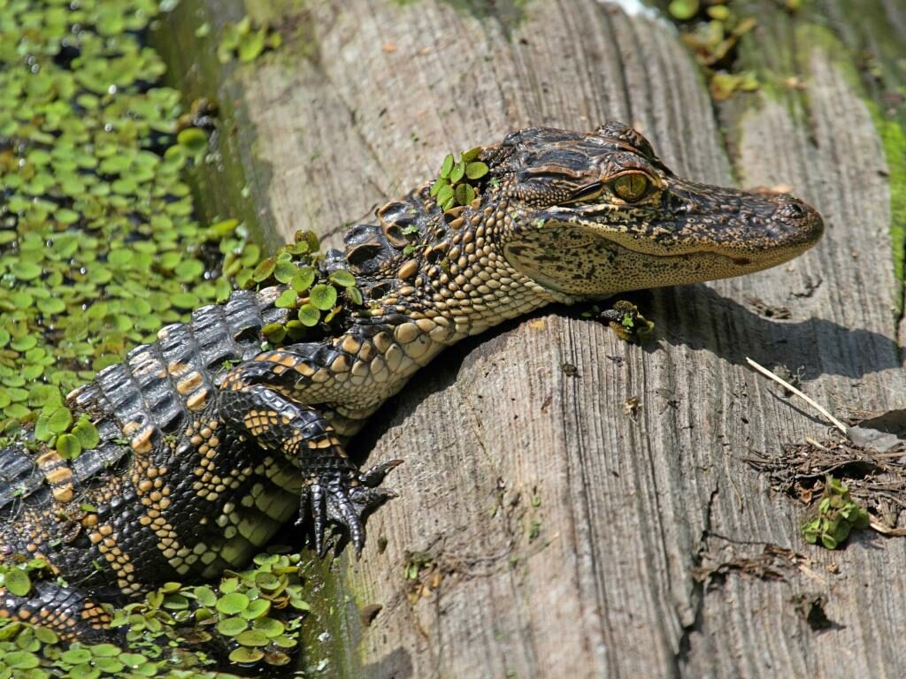 Ein Alligator in Florida