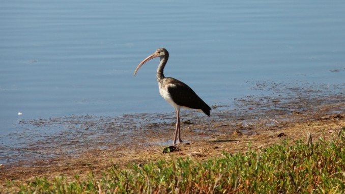 J. N. “Ding” Darling National Wildlife Refuge Sanibel Island