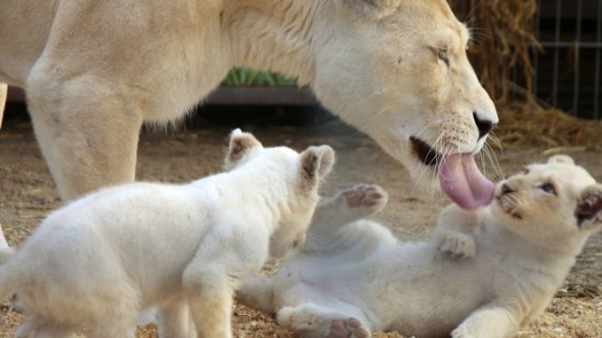 Big Cat Rescue Tampa