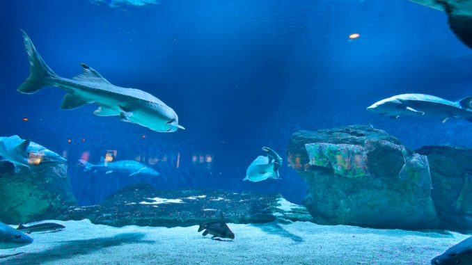 The Florida Aquarium