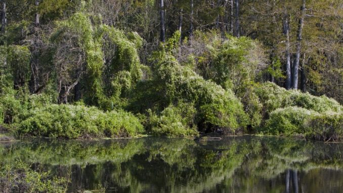 Six Mile Cypress Slough Preserve