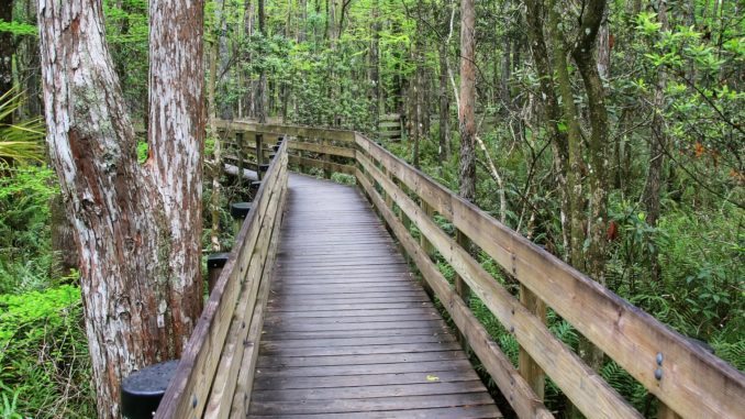 Six Mile Cypress Slough Preserve in Fort Myers