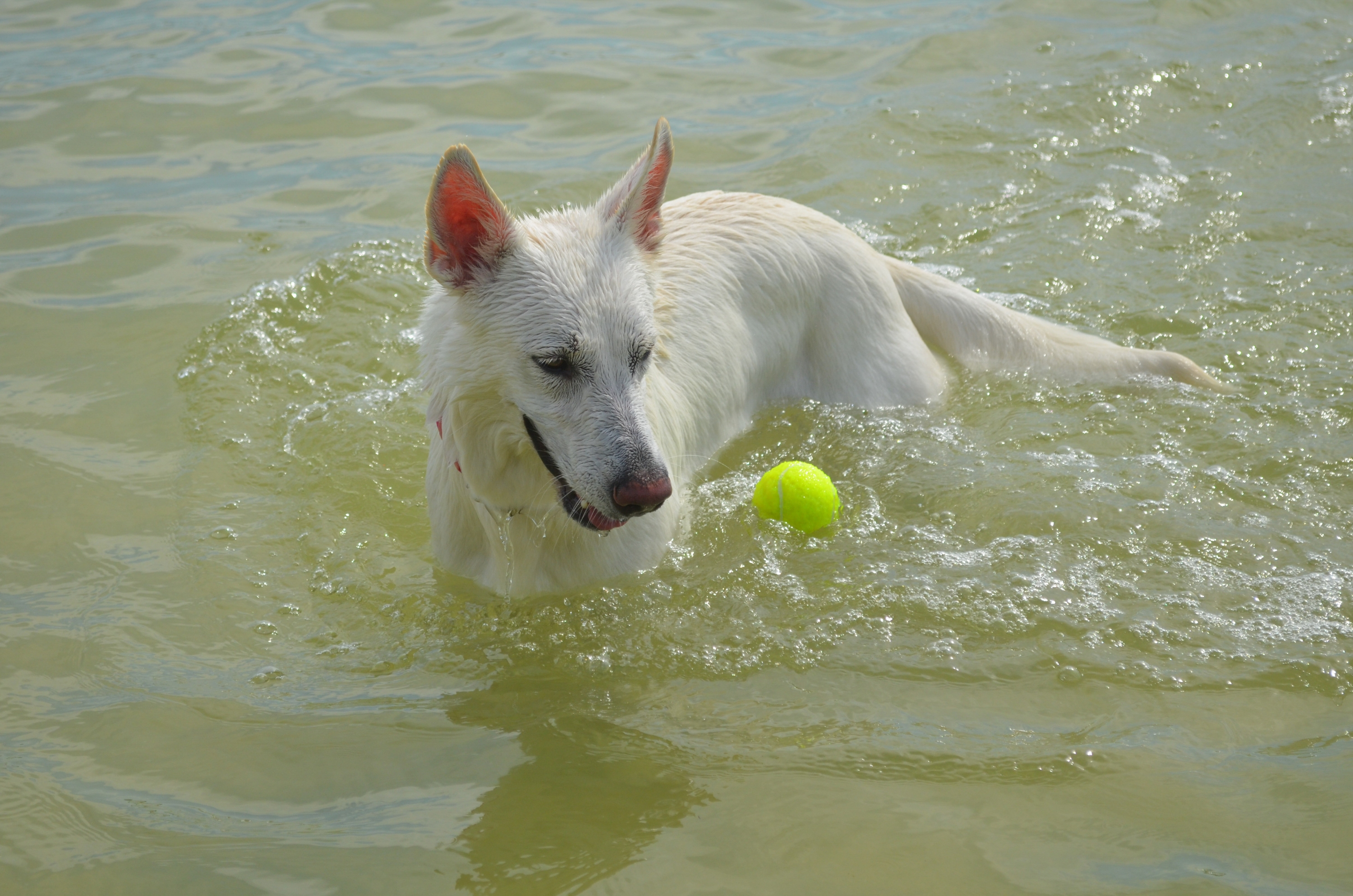 Ein Hund in Florida